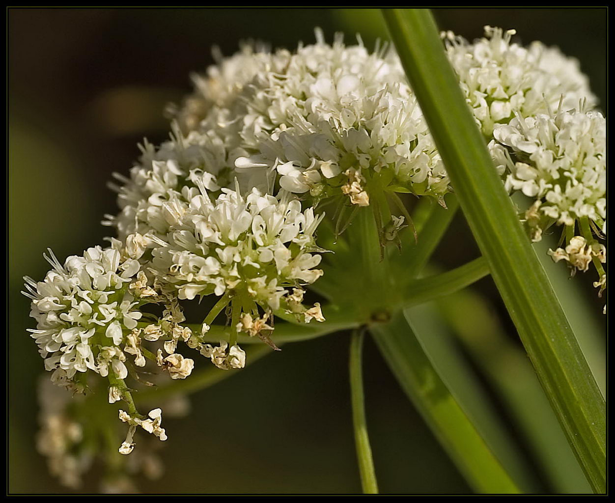 Oenanthe Pimpinelloides